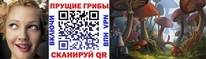 цены блэк спрут ТОР Псилоцибиновые грибы Cubensis Бежецк